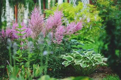 Astilbe 'Germany': شکوه سفید در باغ خانه