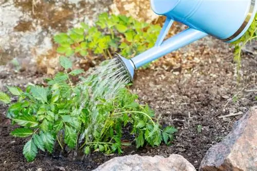 astilbe-daun-menggulung