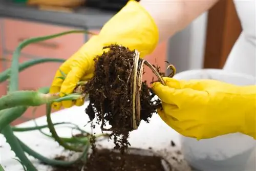 Àloe vera pudent: què fer si la planta fa mala olor?