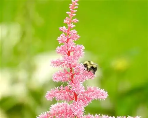 nyuki za astilbe