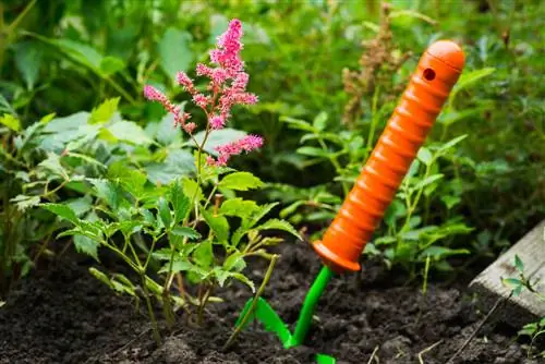 Optimal fertilization for powerful astilbe plants