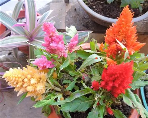 astilbe-in-pot