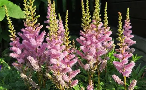 Astilbe Hoogte: Groeiende verskeidenheid van 10 cm tot 200 cm