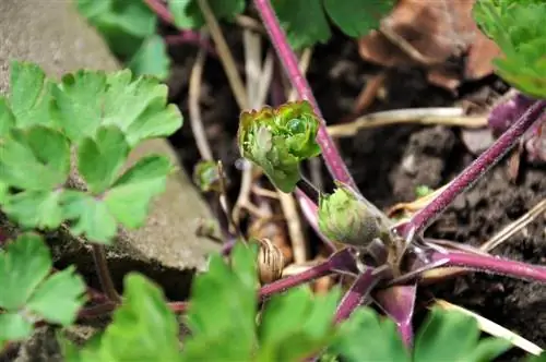 astilbe sprouts