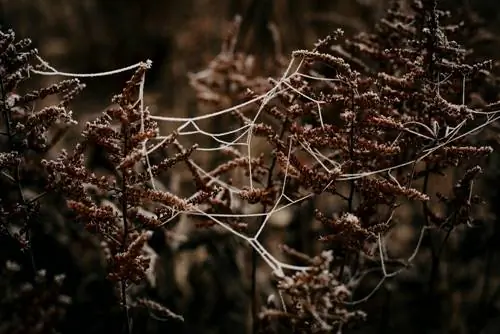 astilbe-dried