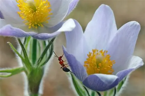 Ants in spring: This is how you drive away the busy animals