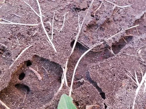 Fighting ants in the root ball