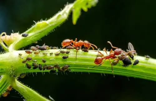 formiga pontos pretos