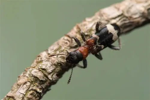 Kleurvolle miere in die tuin: Waaroor gaan dit?