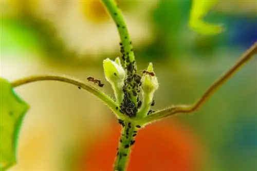 clematis mieren