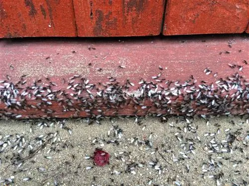 Flying ants: how dangerous are they really?