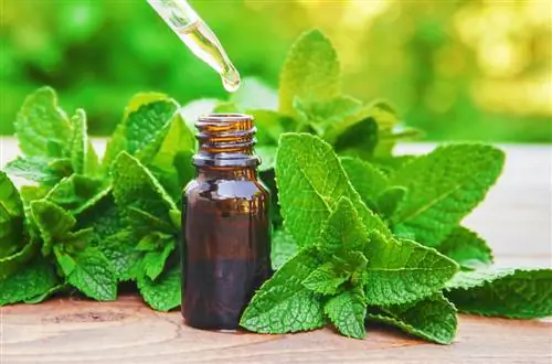 Mint oil against ants: Repel effectively and environmentally friendly