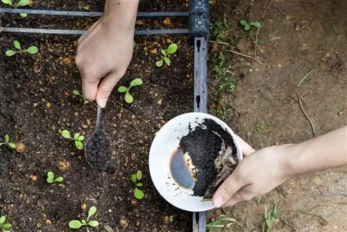 Peste di formiche in giardino? I fondi di caffè come soluzione ecologica