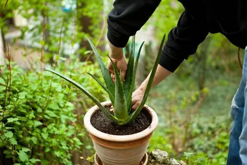 aloe vera podpira