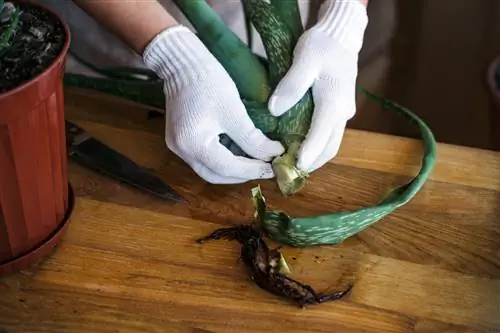 Lidah Buaya: Daun bagian bawah mati - penyebab & penyelamatan