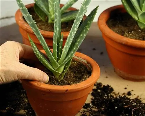 Aloe vera prevrće? Naučite ih postaviti dublje