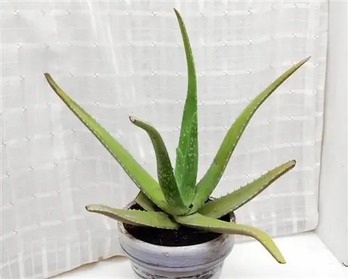 l'aloe vera diventa viola