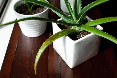 aloe vera se vuelve rojo