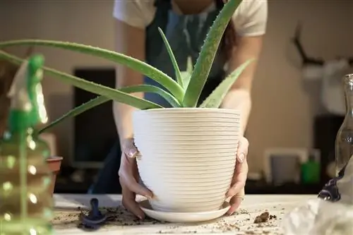 Aloe vera nel vaso giusto: a cosa dovresti prestare attenzione?