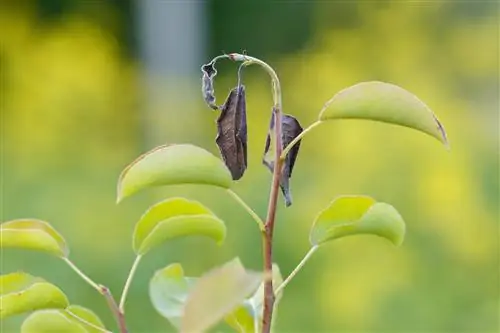 ফায়ার ব্লাইট অ্যালোভেরা