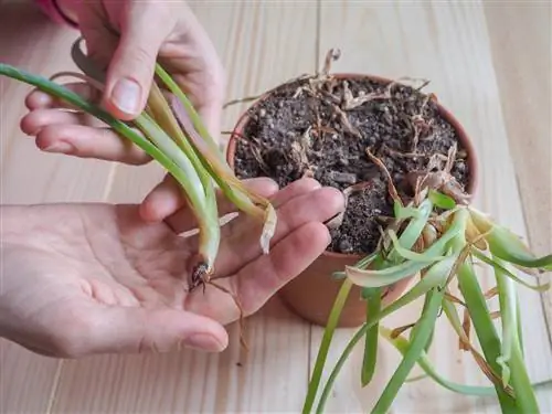 aloe vera root rot