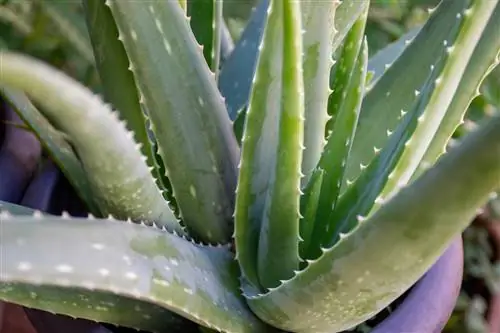 tervislik aloe vera taim