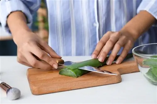 self-harvested aloe vera