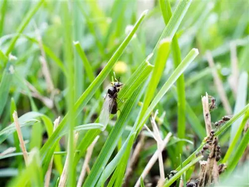 Flygande myror i gräsmattan: orsaker, lösningar och tips