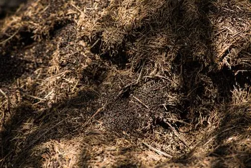 humus-rich soil ants