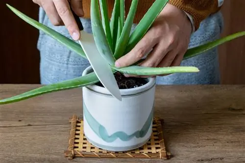 aloe vera ponovo raste