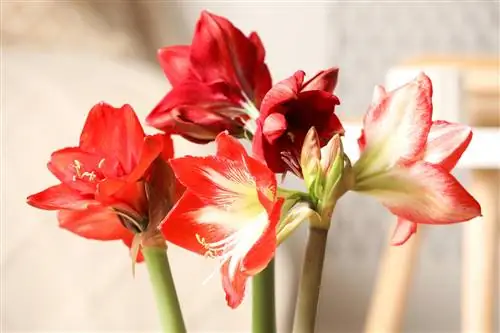 amaryllis-në-dhomë gjumi