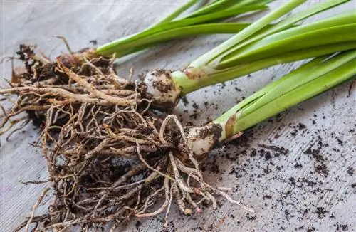 Stink amaryllis? Oorsake, oplossings en voorkoming