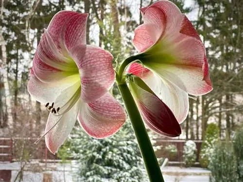 Làm lạnh cây amaryllis: tại sao và làm thế nào để làm điều đó