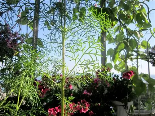 Cosmea Bloom Denied: How to Make It Bloom