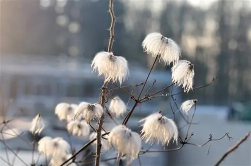 Clematis overwintert