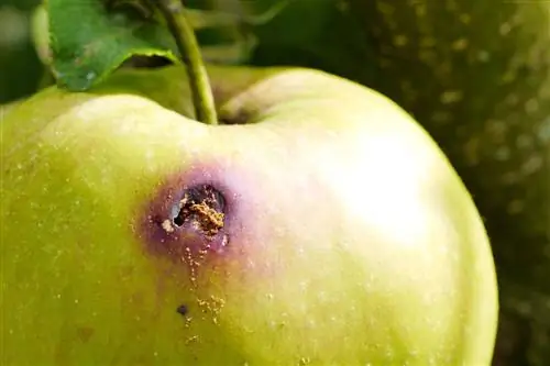 remède contre le carpocapse de la pomme