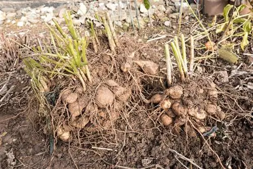 propagate dahlias