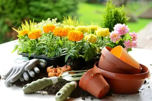 Faire avancer les dahlias : c'est ainsi qu'ils fleurissent plus tôt et plus longtemps