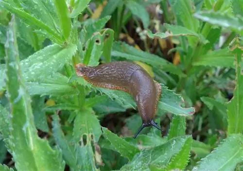 Bunga aster dan siput: Cara melindungi tanaman Anda