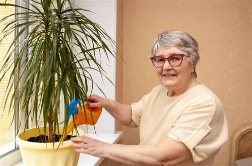 fertilizzante dell'albero del drago