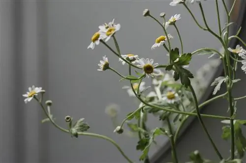 Les bourgeons des marguerites se dessèchent ? Causes et conseils pour le sauvetage