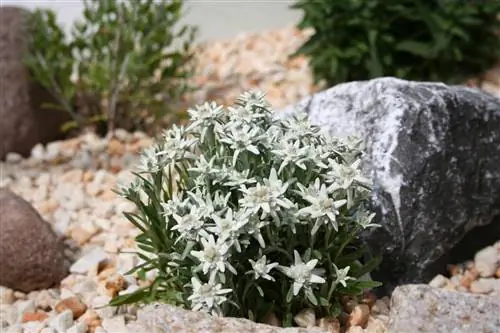 edelweiss ተክሎች