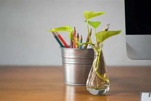 Ivy cuttings