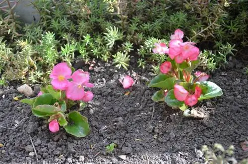 plantas de begonia de hielo