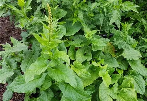 plantes semblants a l'arum