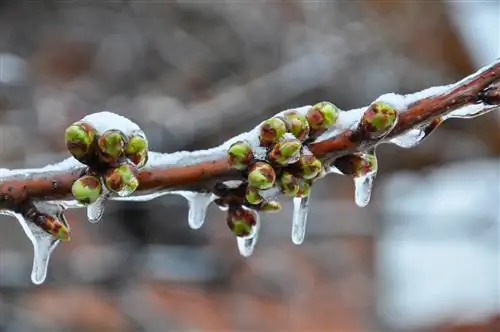 Abrikozenbomen beschermen tegen vorst