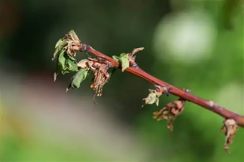 pokok aprikot mati