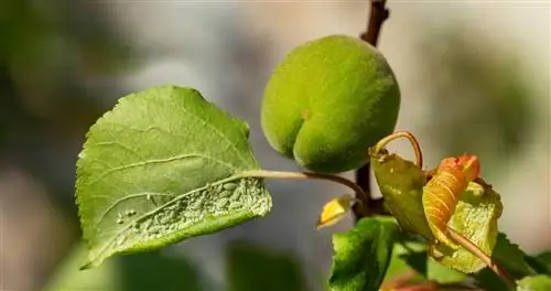 kutu pohon aprikot