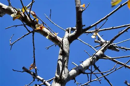 Apricot tree not sprouting? Causes & Solutions