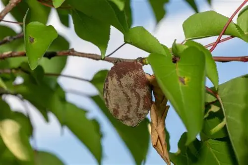 Hojas marchitas del albaricoquero